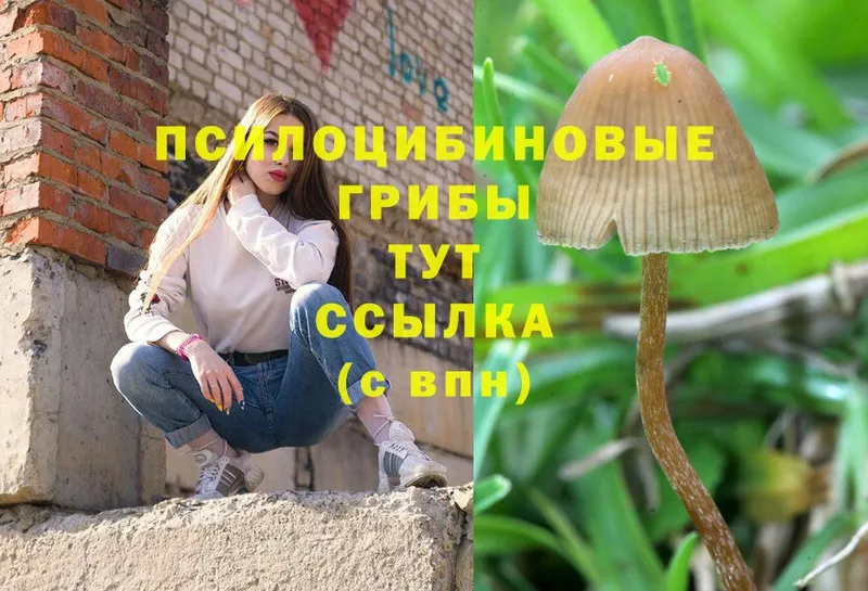 купить   Бежецк  Галлюциногенные грибы Magic Shrooms 