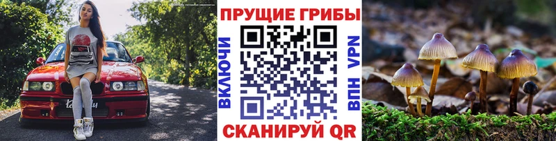 цены   Бежецк  Псилоцибиновые грибы Cubensis 